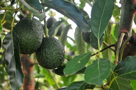 Palta: mayor producción en 10 años