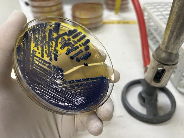 Expertos de Veterinarias UdeC detectan brote por Klebsiella pneumoniae ST307 multirresistente a antimicrobianos en pacientes caninos y felinos de Ñuble