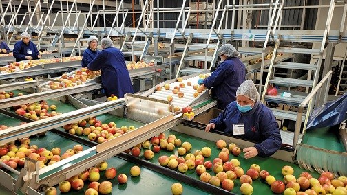 SAG Ñuble aumenta control fitosanitario de manzanas de exportación