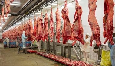 Producción de carne en vara de ganado bovino de la Región del Biobío presentó un incremento interanual de 0,9% en abril de 2025