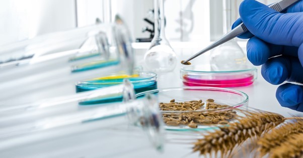 Mediante biotecnología científicos logran eliminar componente del trigo que provoca la celiaquía