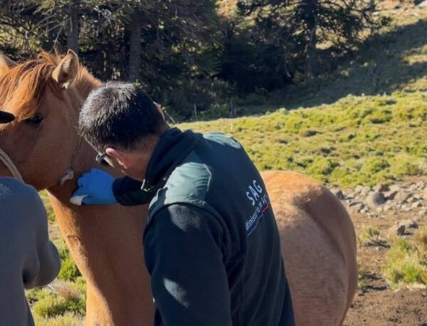 SAG aclara procedimiento sanitario por caso de Anemia Infecciosa Equina en La Araucanía