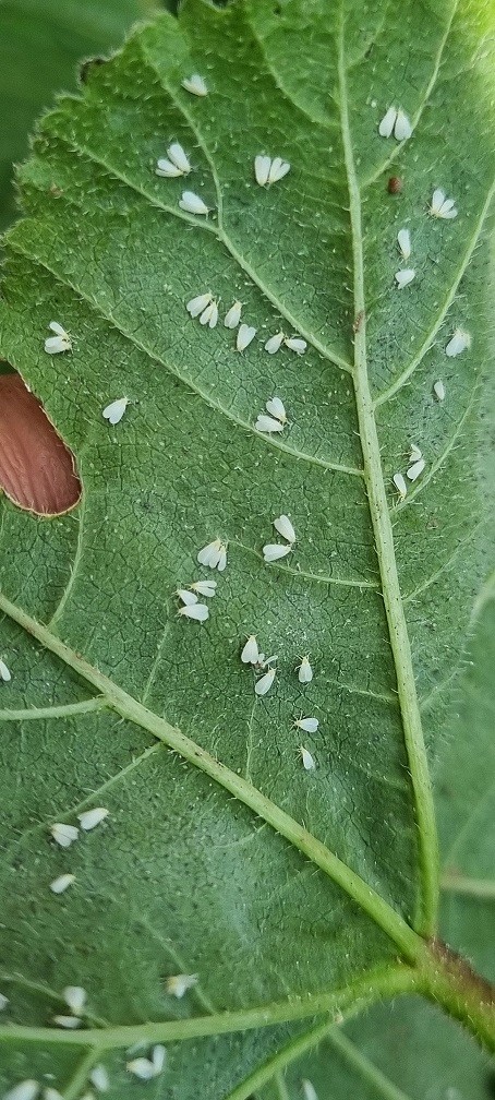 INIA La Platina publica nueva ficha técnica sobre mosquita blanca en pimiento: identificación y manejo sustentable