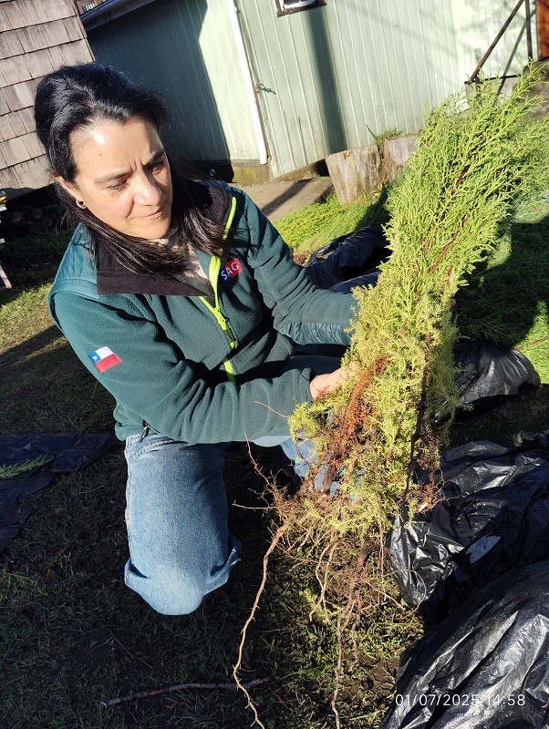 SAG Los Lagos retiene más de 7 mil plantas de Ciprés en Ancud por incumplimiento normativo y riesgo sanitario
