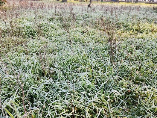 Investigadora INIA analiza impacto de heladas en praderas y ganado durante el invierno